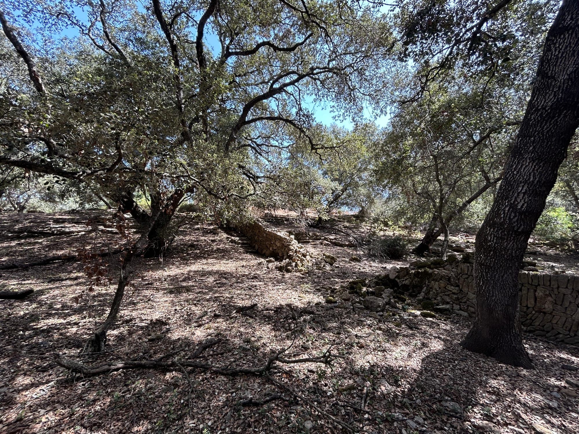 Mature holm oaks on the Can Caramany estate